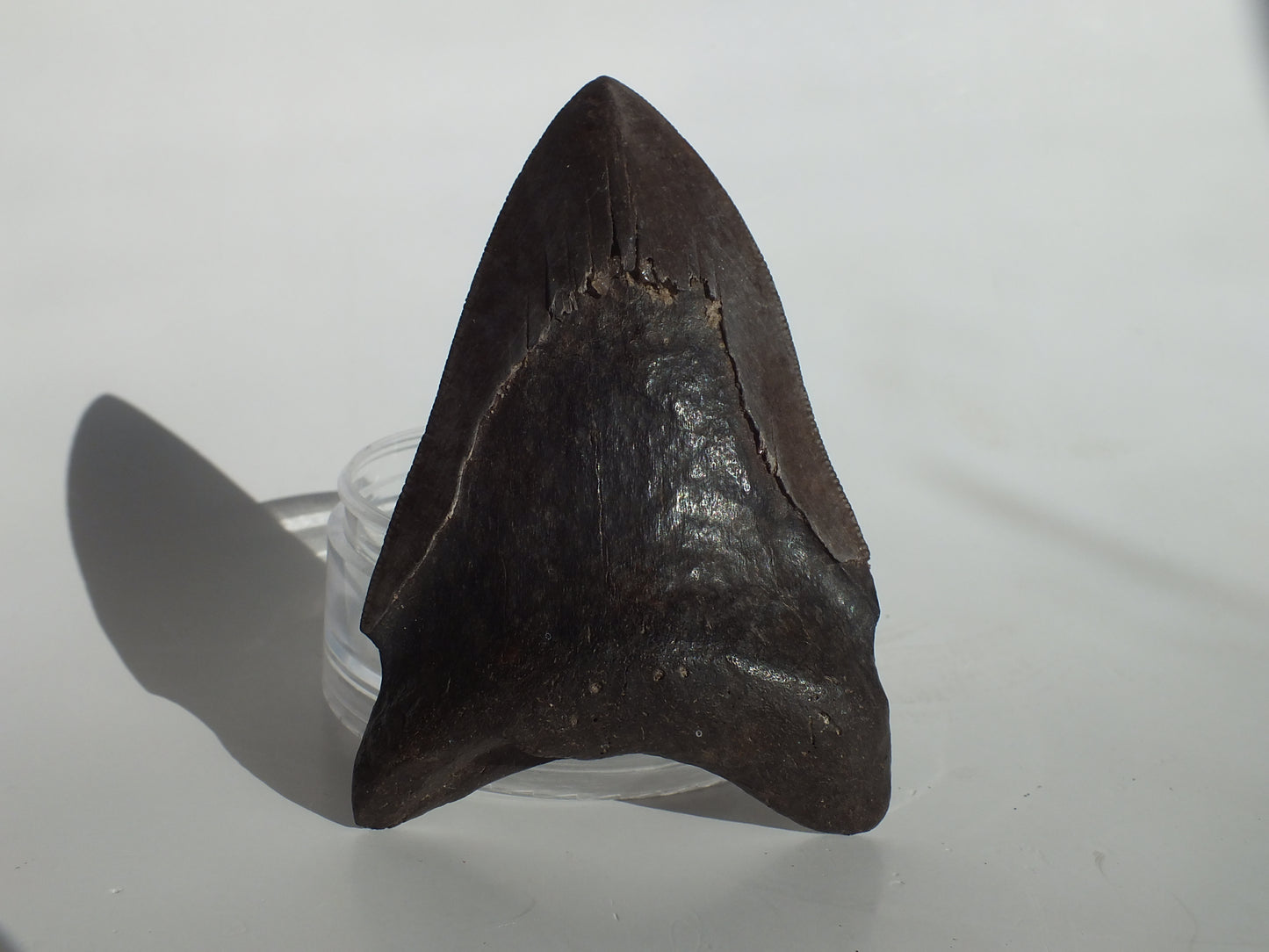3.89" Megalodon Tooth