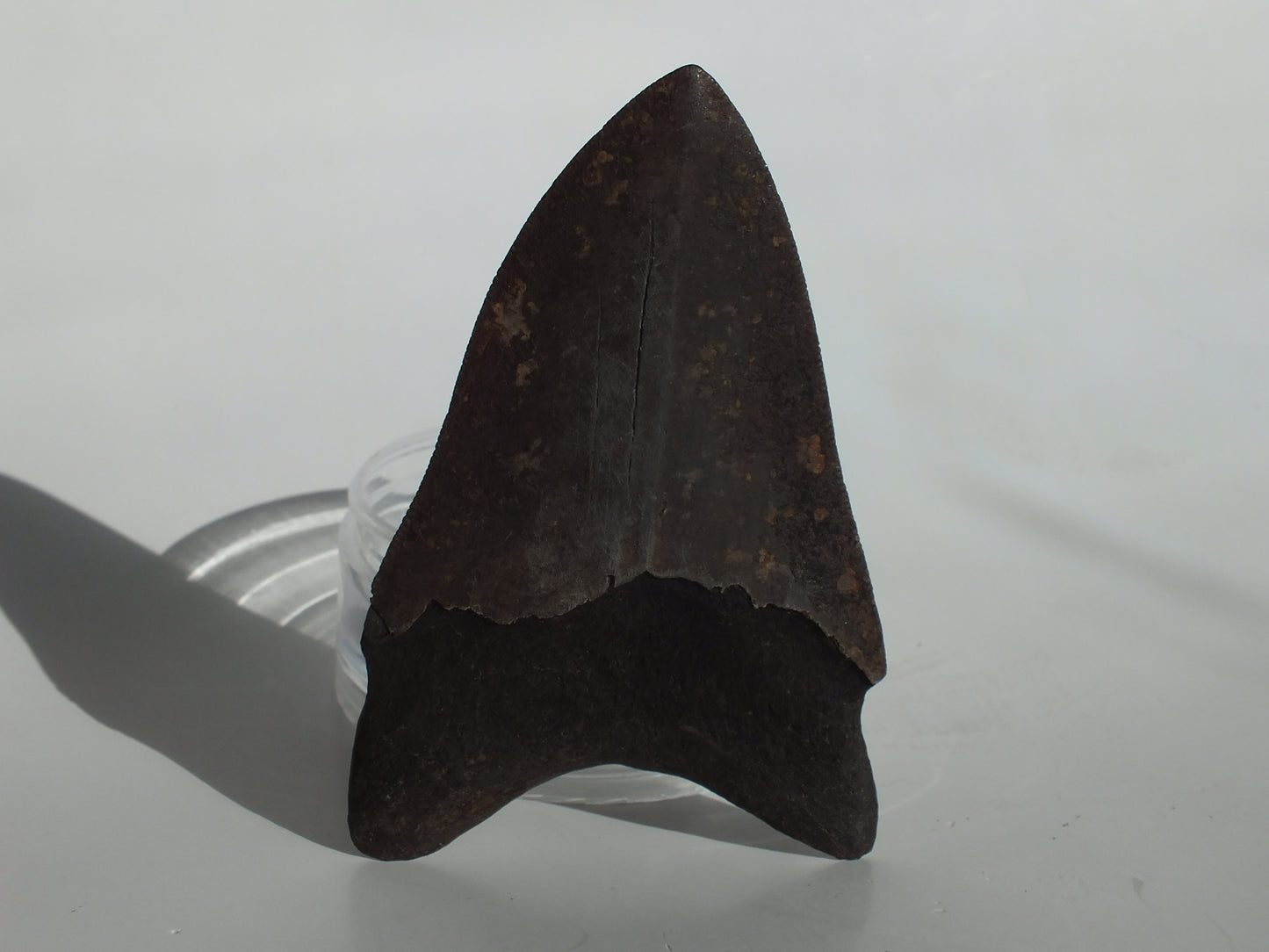 3.89" Megalodon Tooth