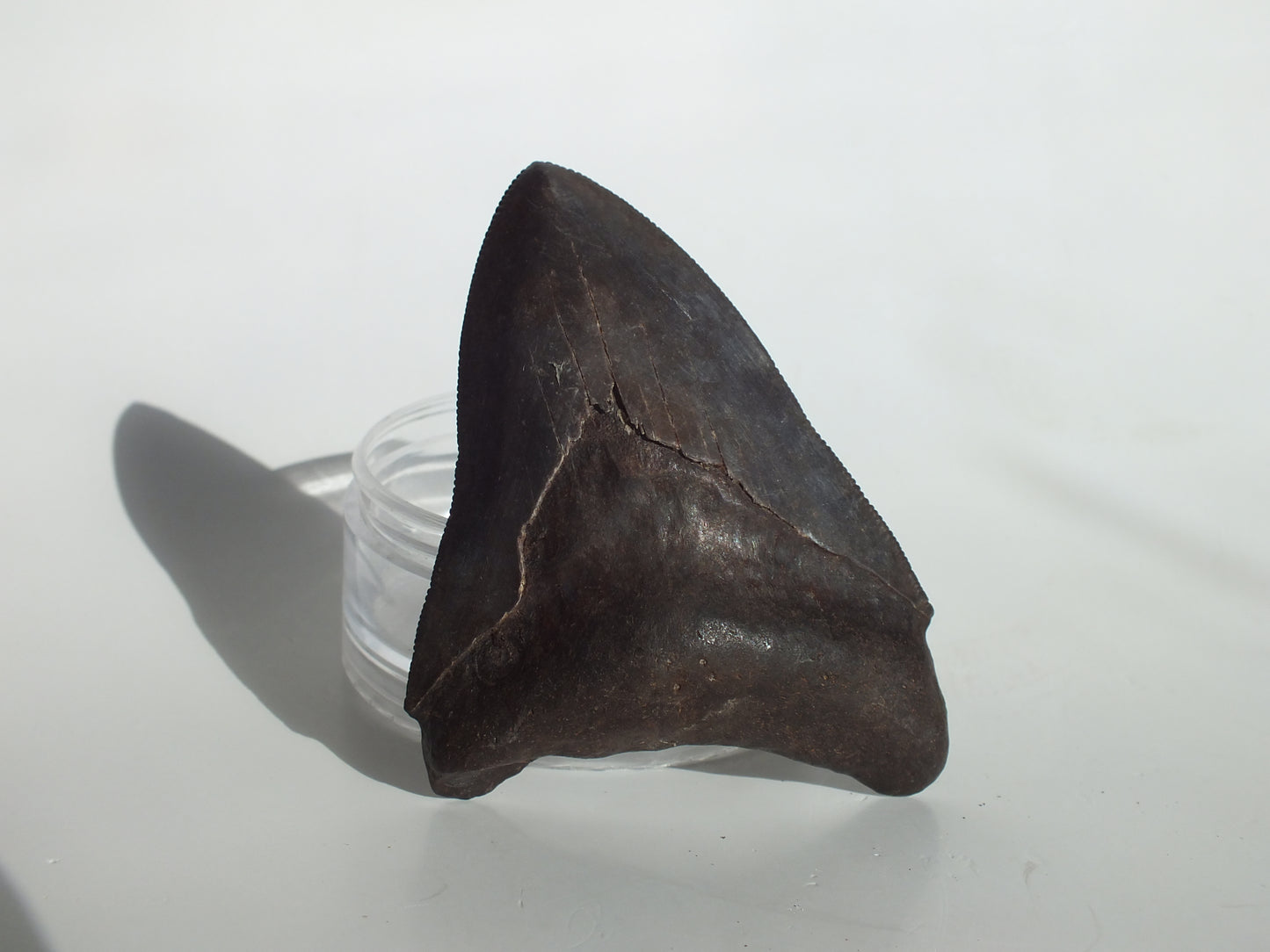 3.81" Megalodon Tooth
