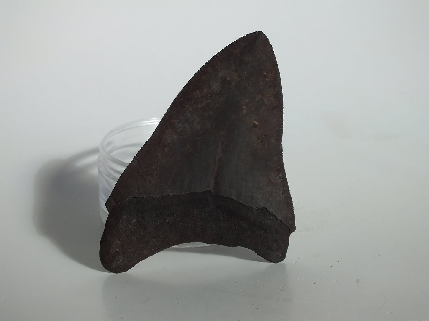 3.81" Megalodon Tooth