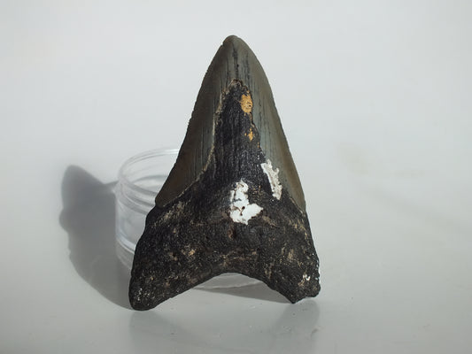 3.58" Megalodon Tooth