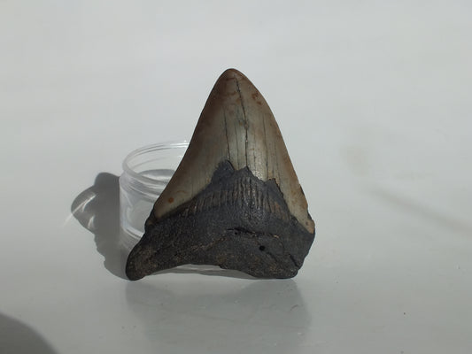 3.1" Megalodon Tooth