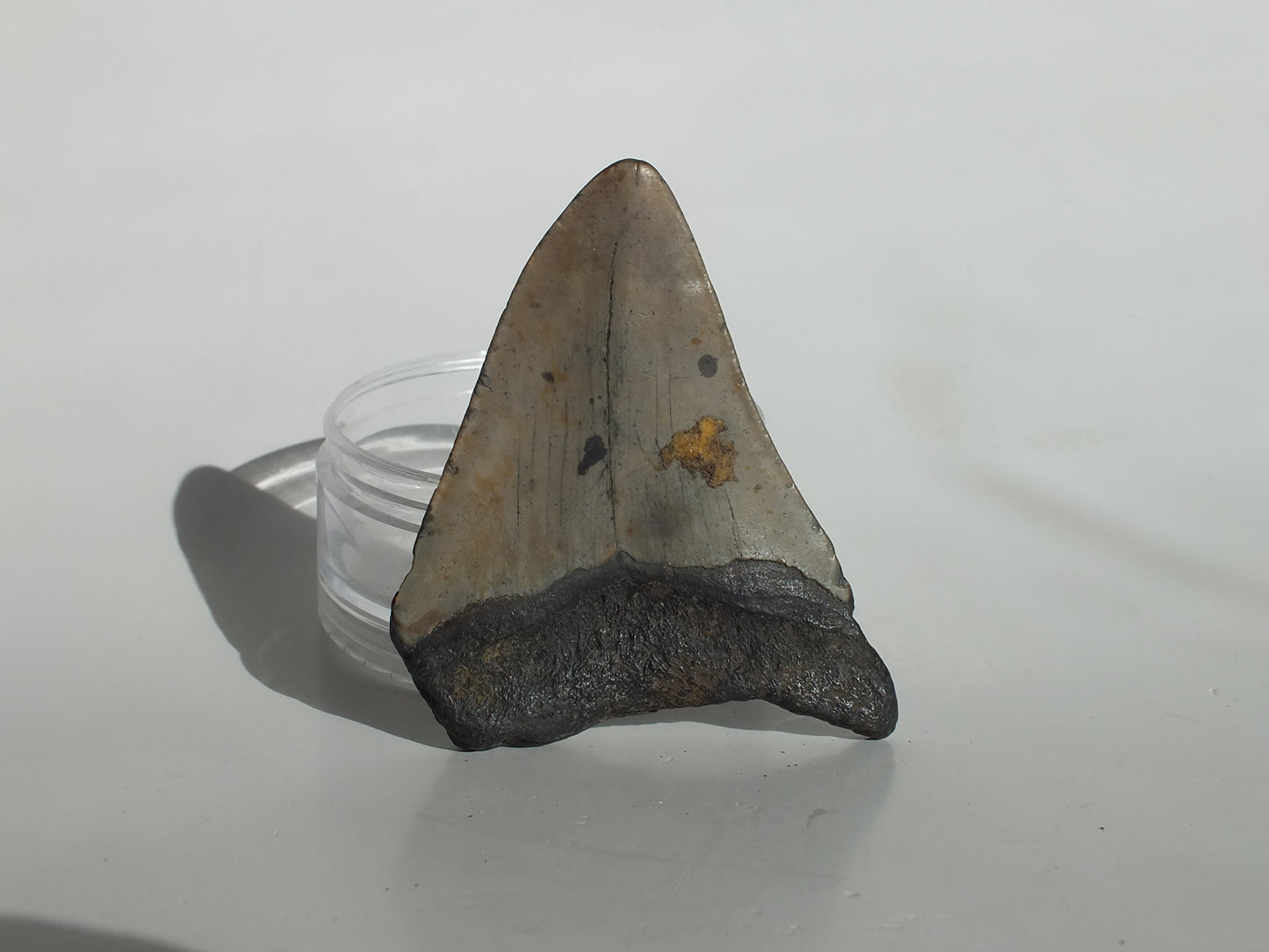 3.1" Megalodon Tooth