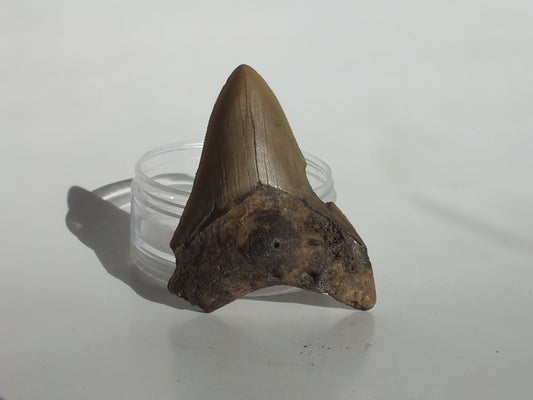 3.24" Megalodon Tooth