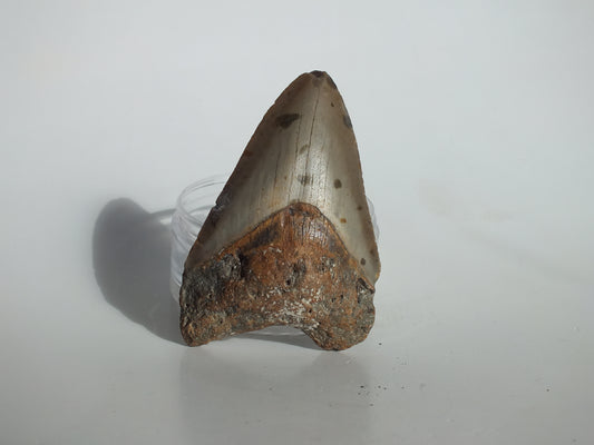 3.54" Megalodon Tooth