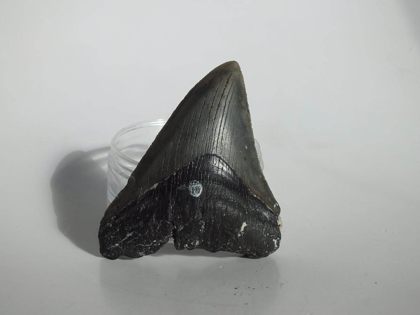 3.62" Megalodon Tooth