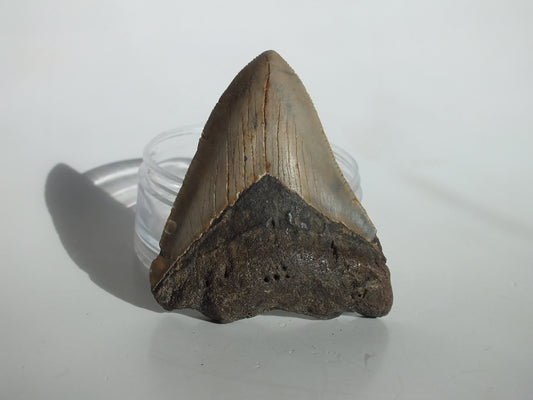 3.07" Megalodon Tooth