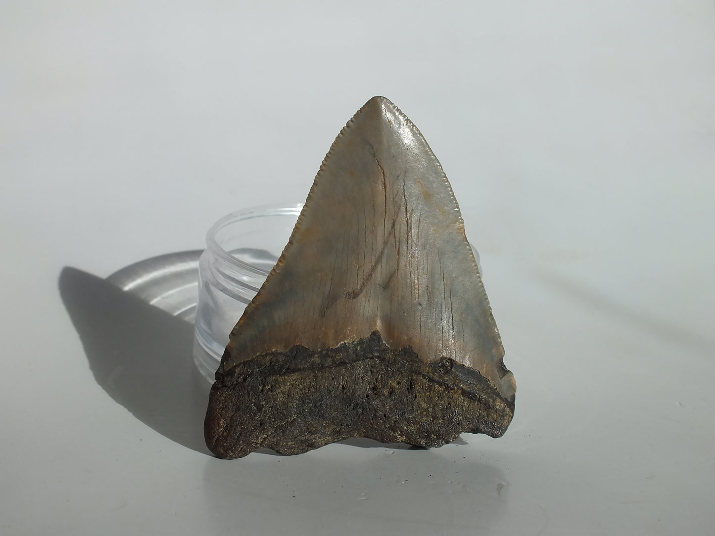 3.07" Megalodon Tooth