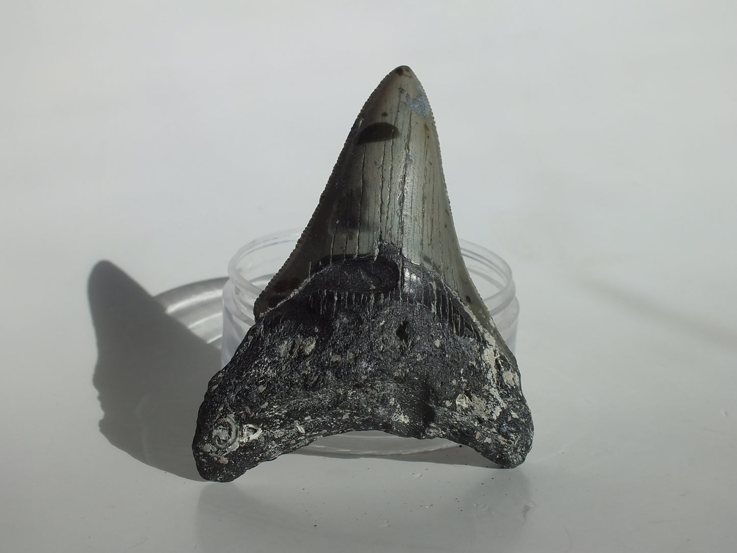 3.64" Megalodon Tooth