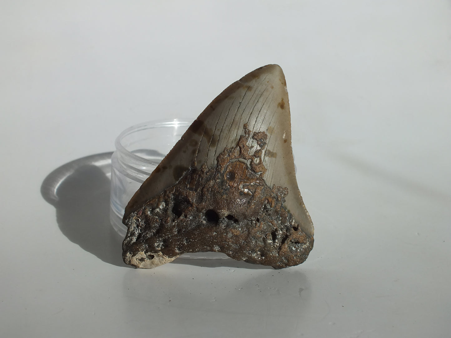 3.18" Megalodon Tooth