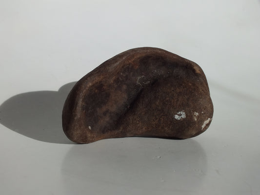 3.4" Pygmy Sperm Whale Ear Bone Fossil (Georgia)