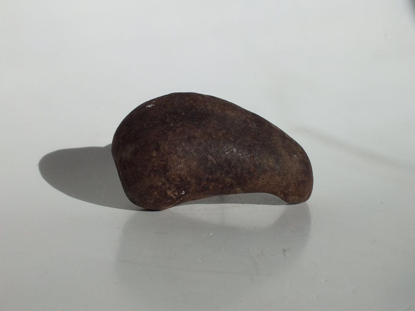 3.4" Pygmy Sperm Whale Ear Bone Fossil (Georgia)