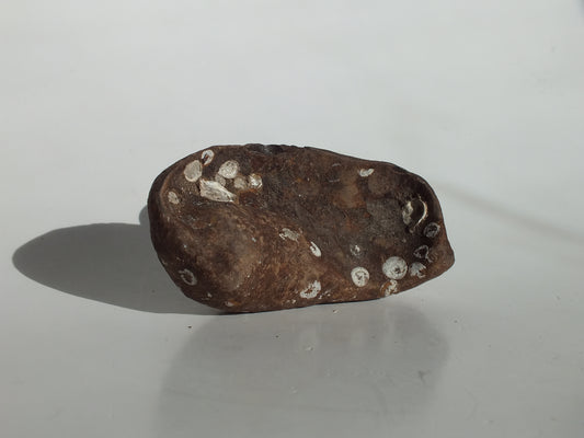 3.25" Pygmy Sperm Whale Ear Bone Fossil (Georgia)