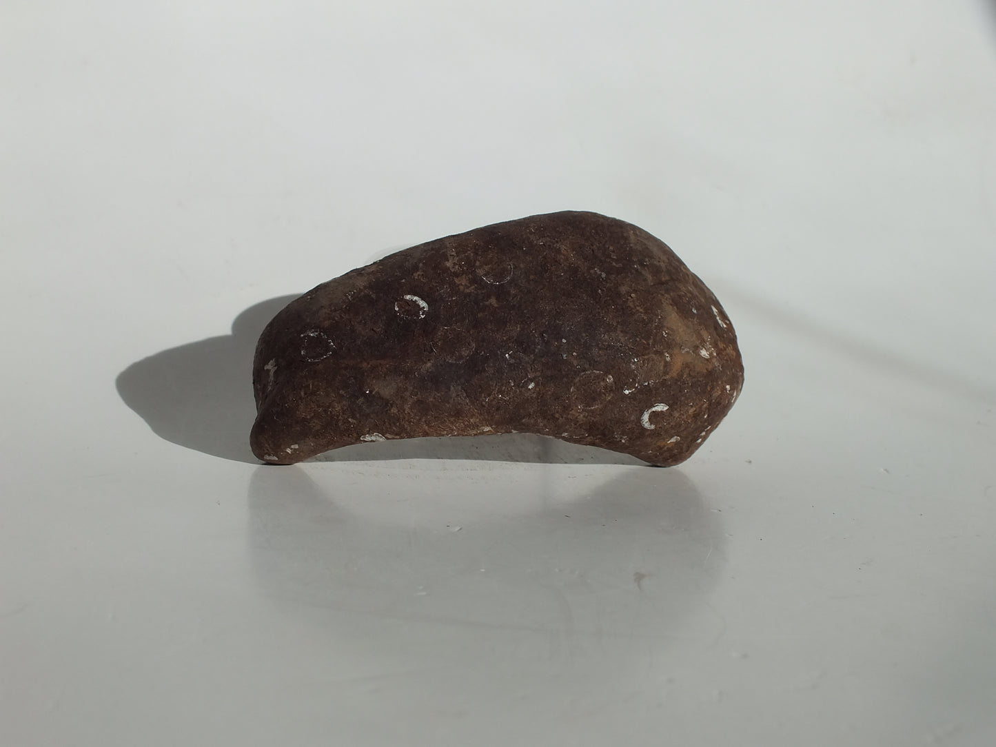 3.25" Pygmy Sperm Whale Ear Bone Fossil (Georgia)