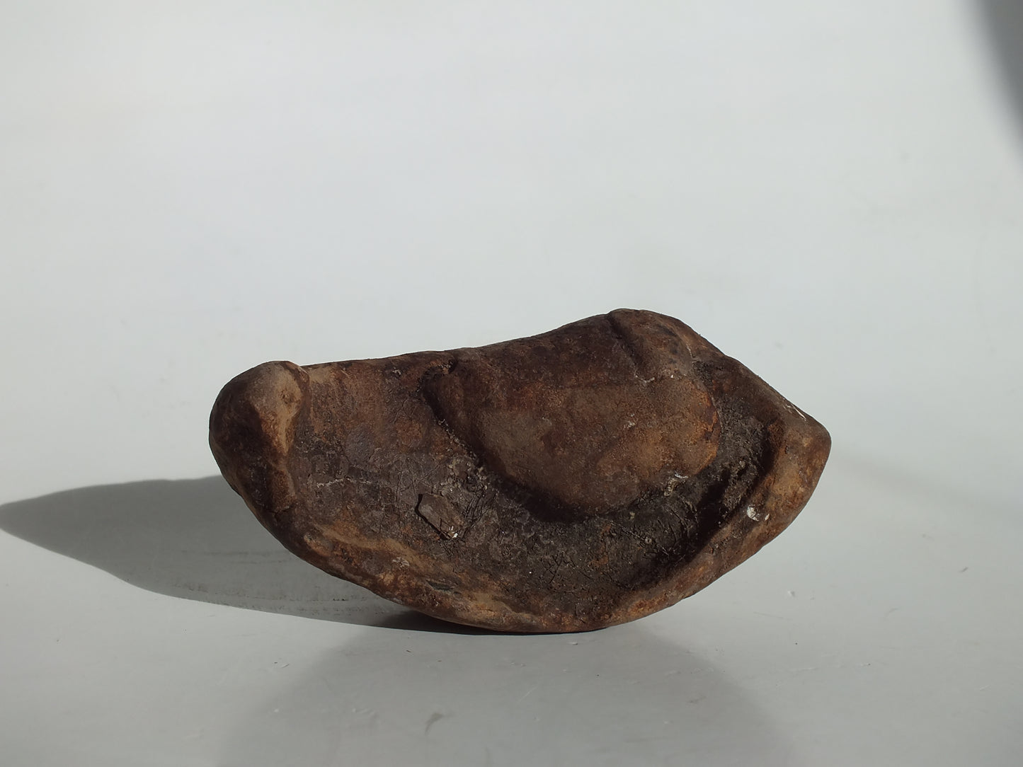 3.5" Pygmy Sperm Whale Ear Bone Fossil (Georgia)