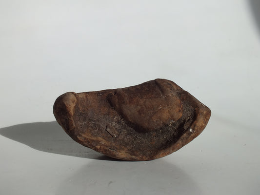 3.5" Pygmy Sperm Whale Ear Bone Fossil (Georgia)