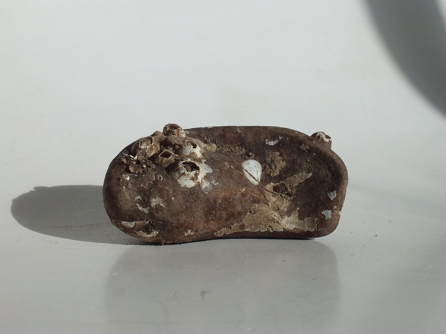 3.25" Pygmy Sperm Whale Ear Bone Fossil (Georgia)