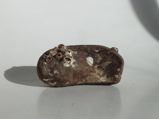 3.25" Pygmy Sperm Whale Ear Bone Fossil (Georgia)