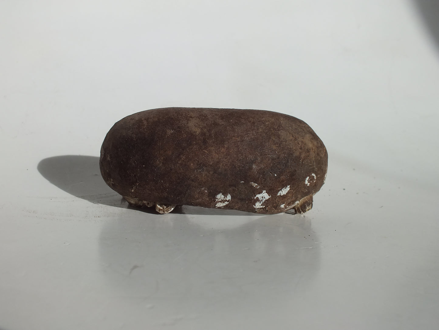 3.25" Pygmy Sperm Whale Ear Bone Fossil (Georgia)