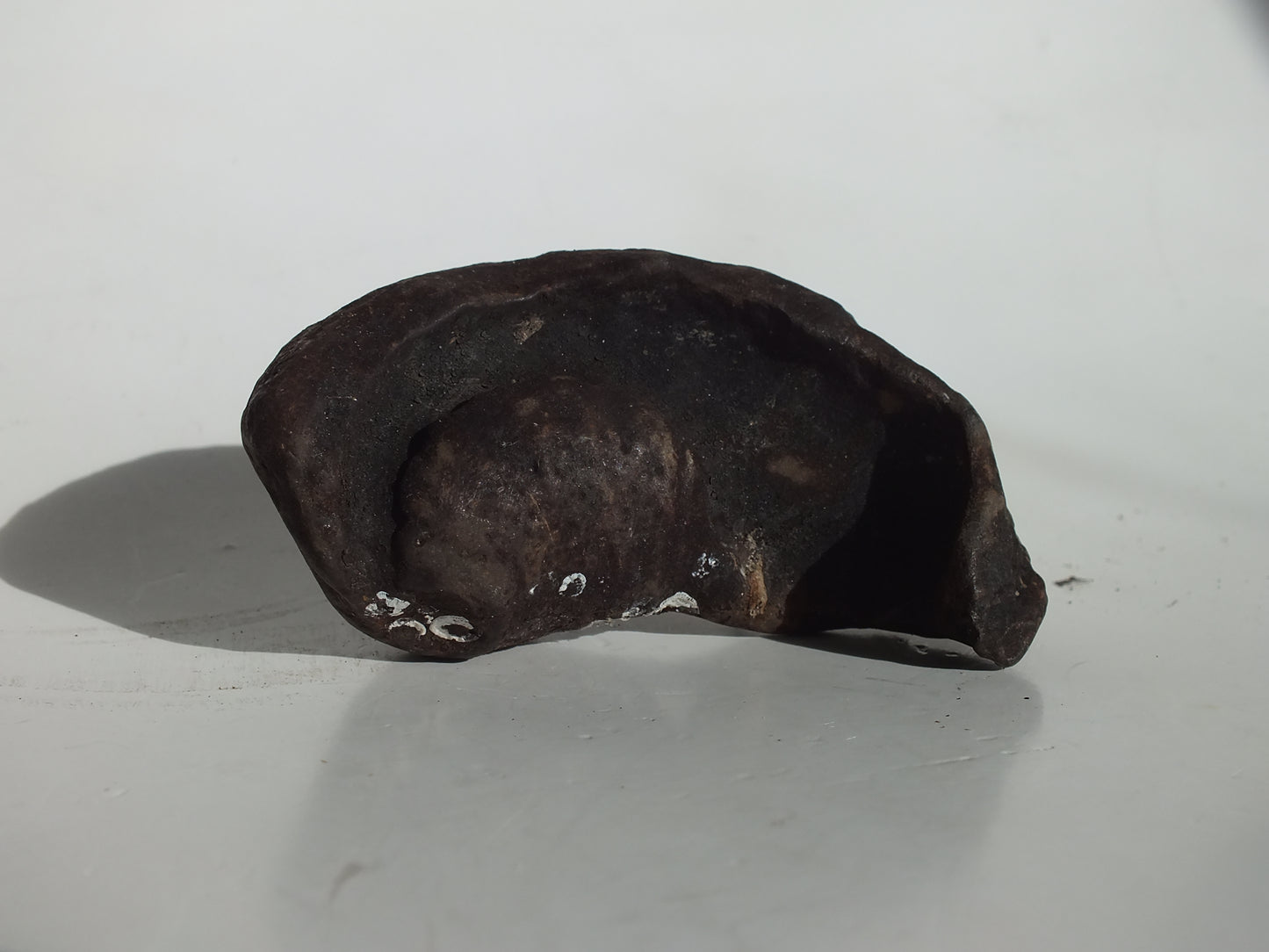 3.14" Pygmy Sperm Whale Ear Bone Fossil (Georgia)