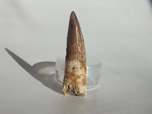 2.49" Spinosaurus Tooth (Morocco)