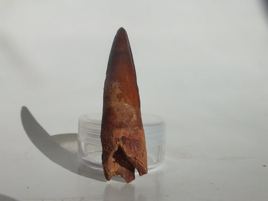 2.64" Spinosaurus Tooth (Morocco)