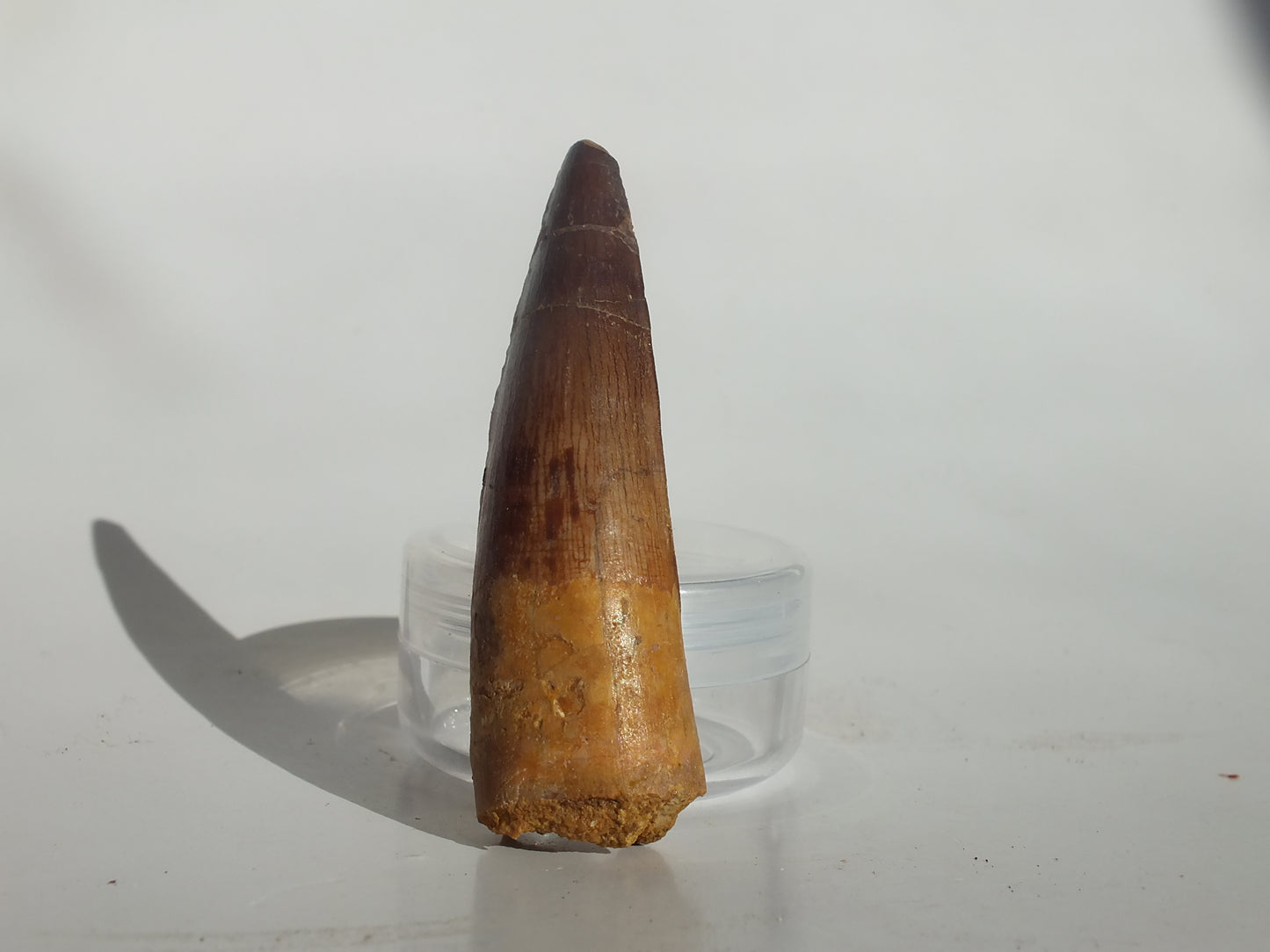 2.43" Spinosaurus Tooth (Morocco)