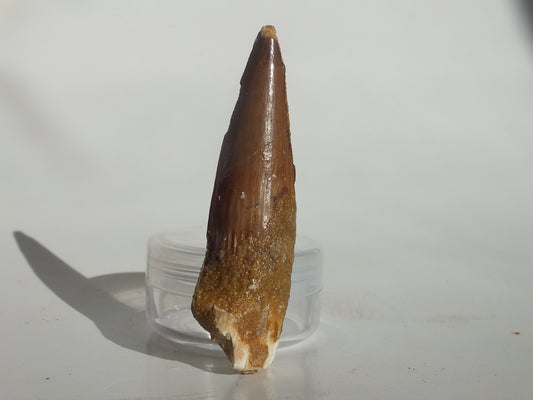 2.58" Spinosaurus Tooth (Morocco)