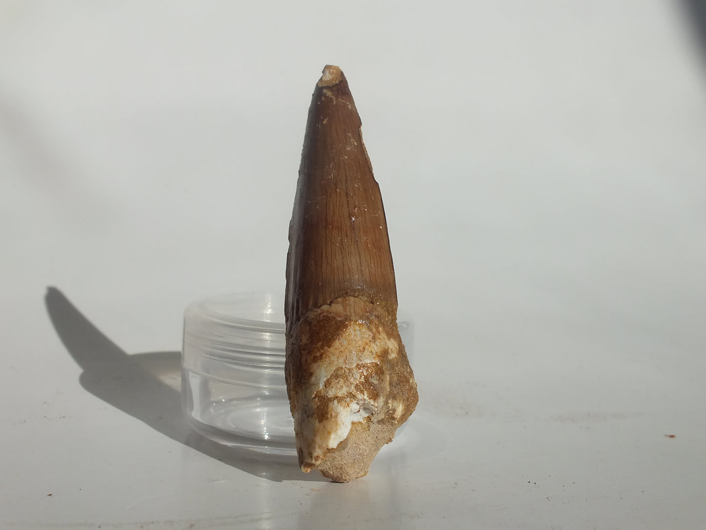 2.58" Spinosaurus Tooth (Morocco)