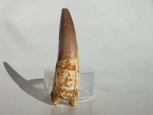 2.72" Spinosaurus Tooth (Morocco)