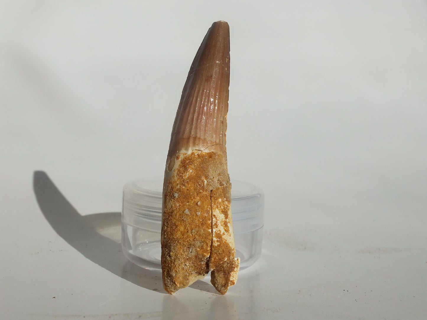 2.72" Spinosaurus Tooth (Morocco)