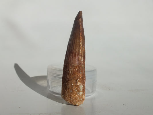 2.56" Spinosaurus Tooth (Morocco)