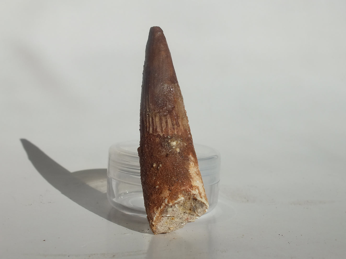 2.56" Spinosaurus Tooth (Morocco)