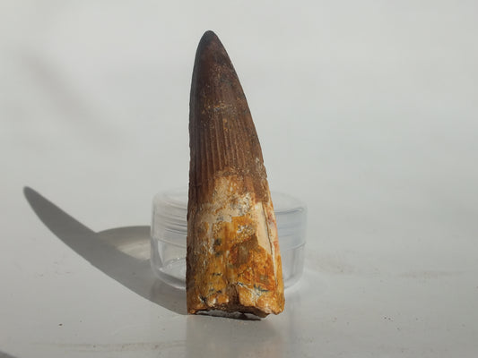 2.52" Spinosaurus Tooth (Morocco)