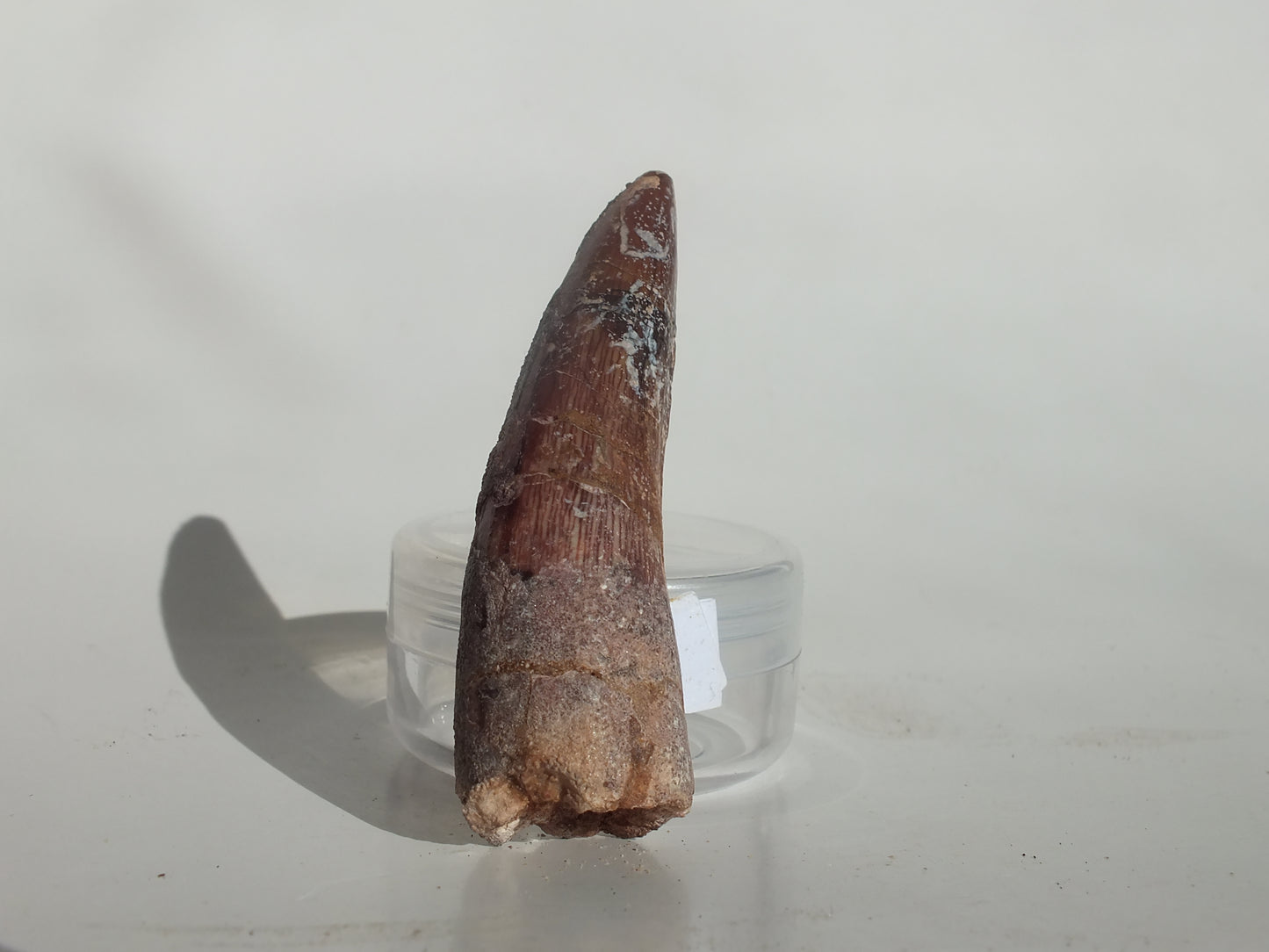 2.47" Spinosaurus Tooth (Morocco)
