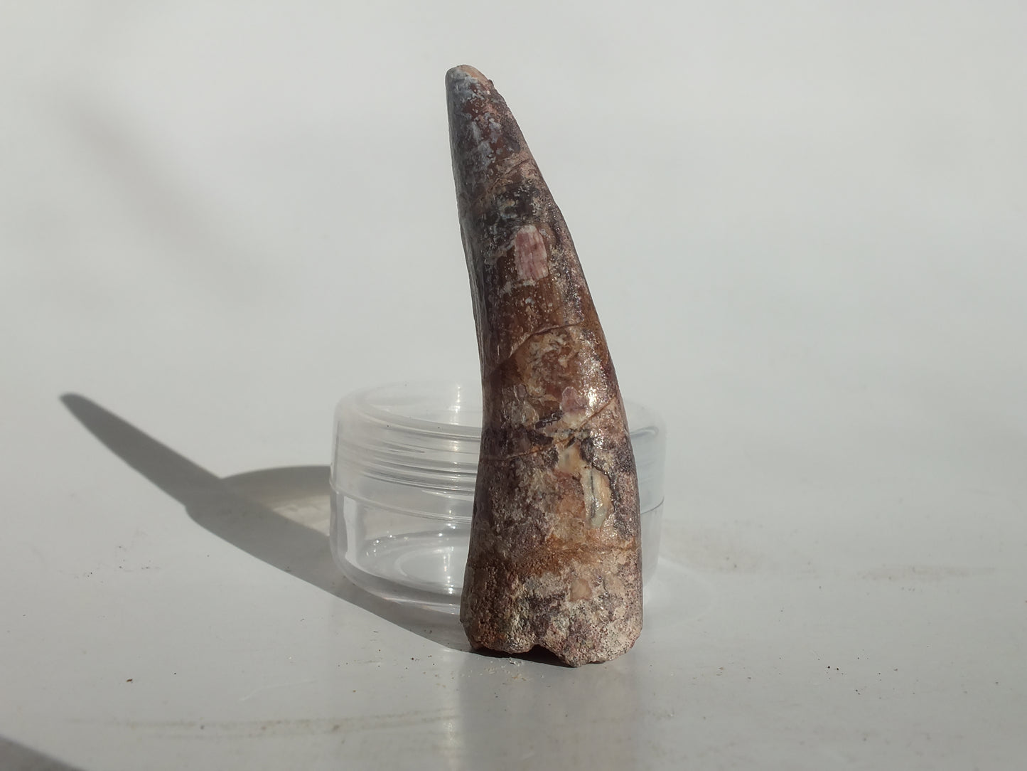 2.47" Spinosaurus Tooth (Morocco)