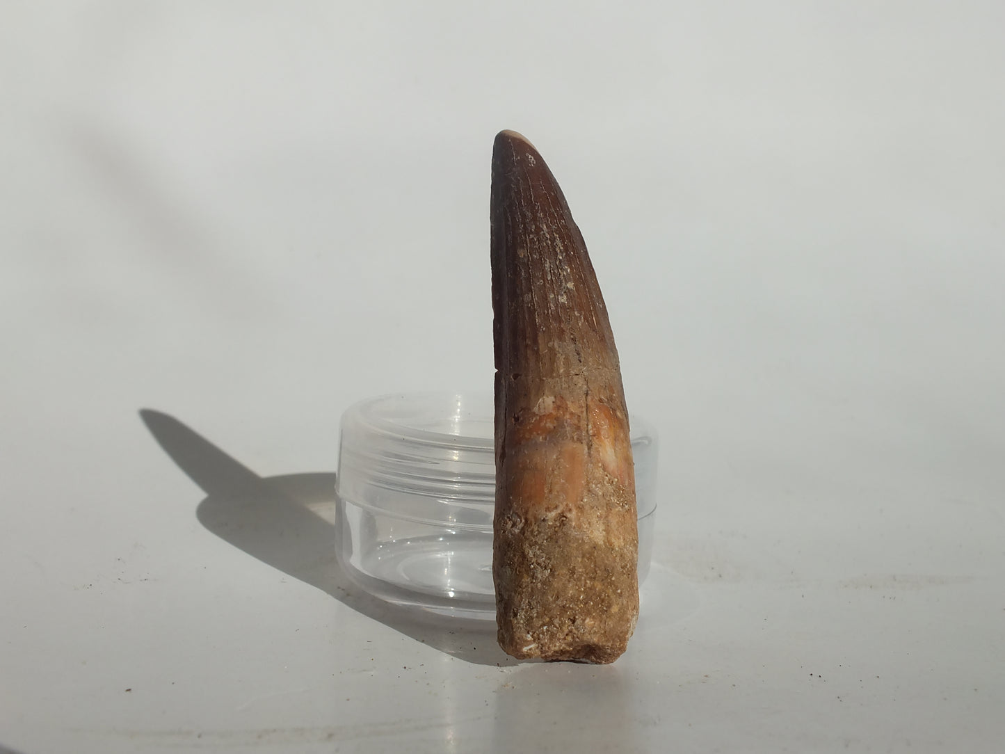2.36" Spinosaurus Tooth (Morocco)