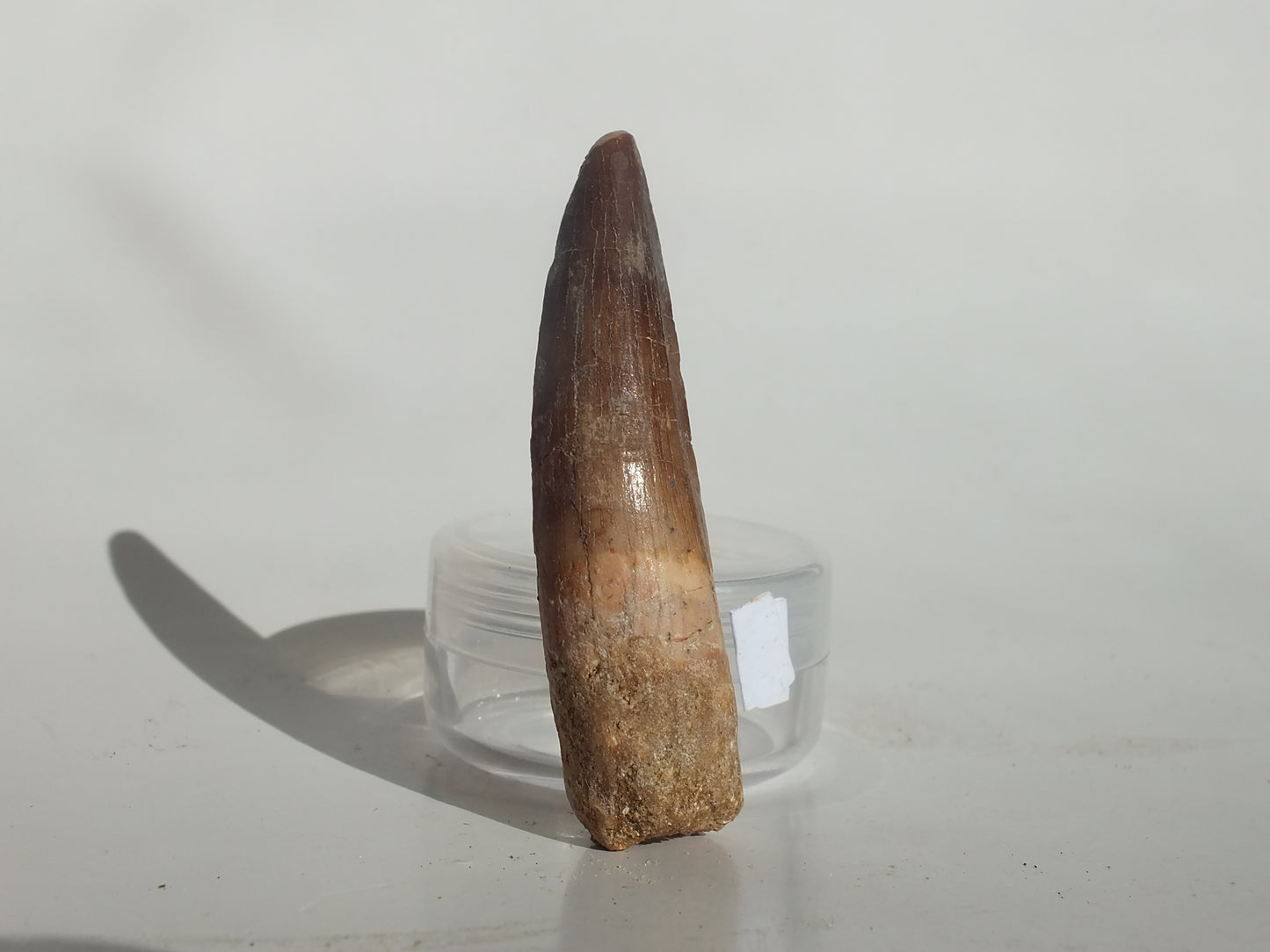 2.36" Spinosaurus Tooth (Morocco)