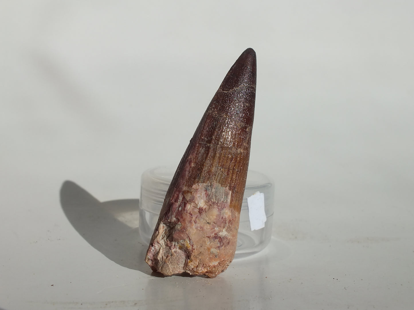 2.34" Spinosaurus Tooth (Morocco)