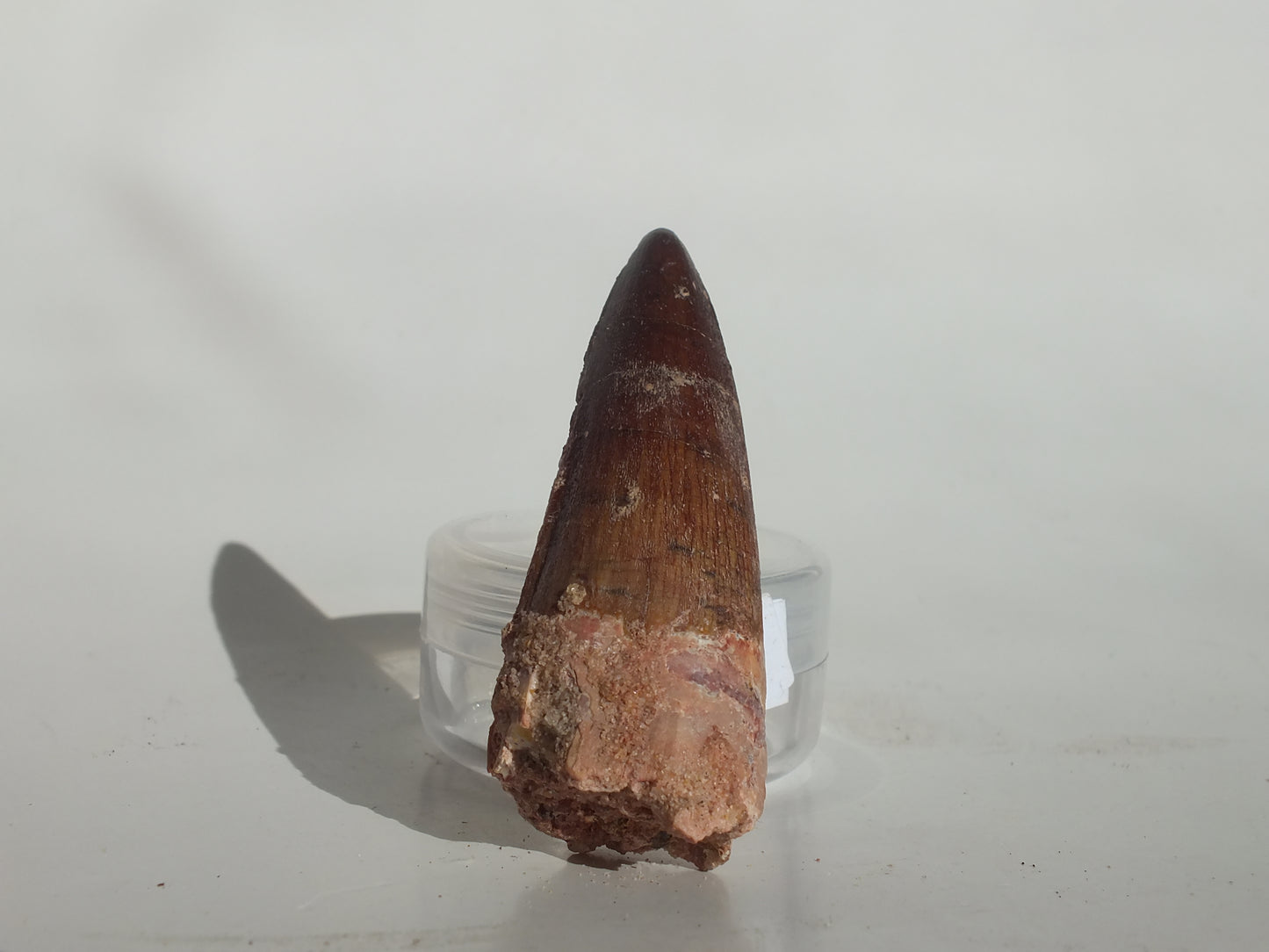 2.34" Spinosaurus Tooth (Morocco)