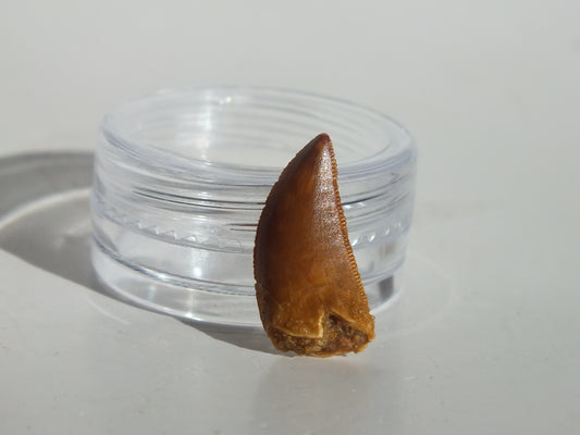 0.74" Abelisaurus Tooth (Morocco)