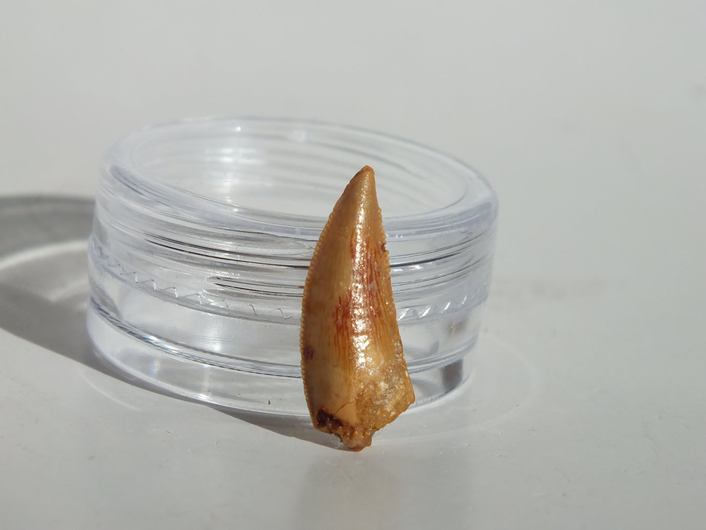 0.74" Abelisaurus Tooth (Morocco)