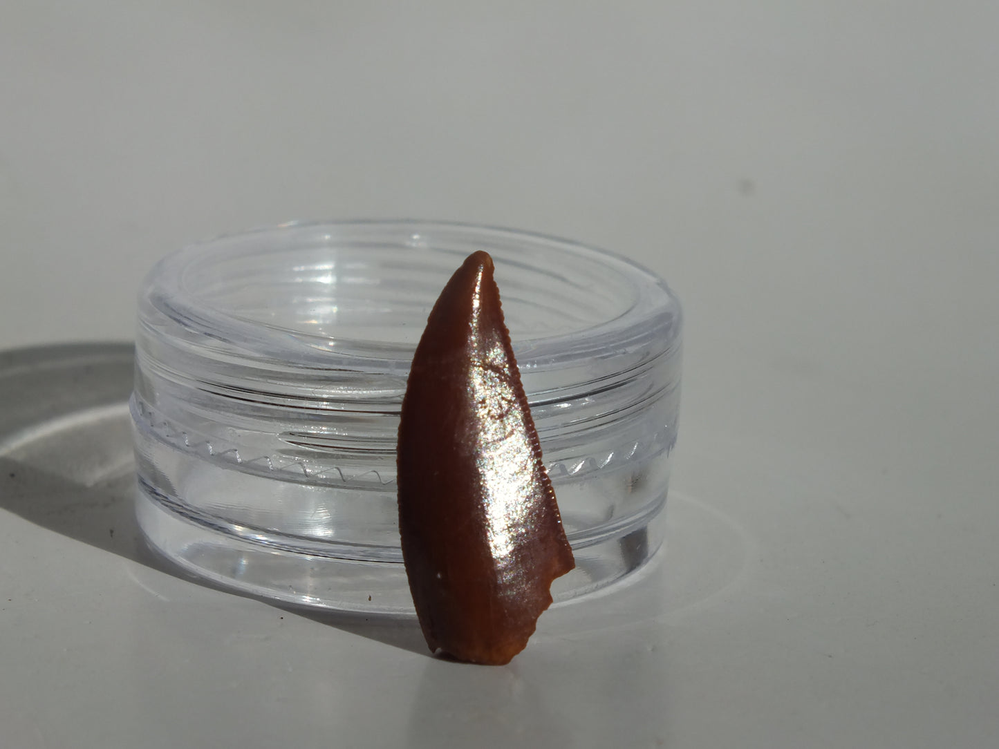 0.77" Abelisaurus Tooth (Morocco)