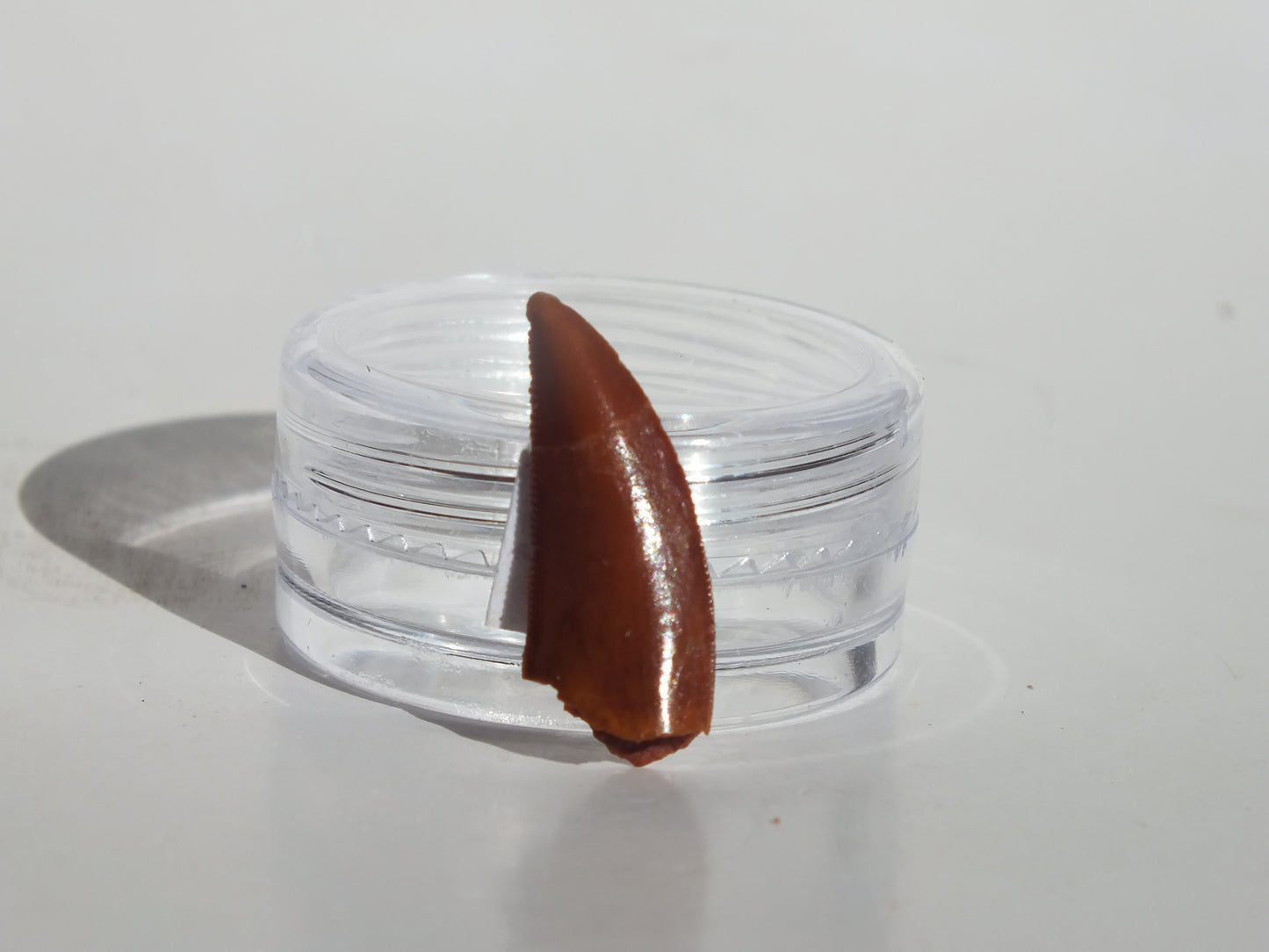 0.77" Abelisaurus Tooth (Morocco)