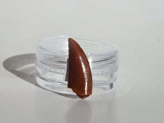 0.77" Abelisaurus Tooth (Morocco)