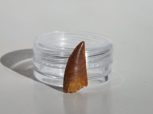 0.73" Abelisaurus Tooth (Morocco)