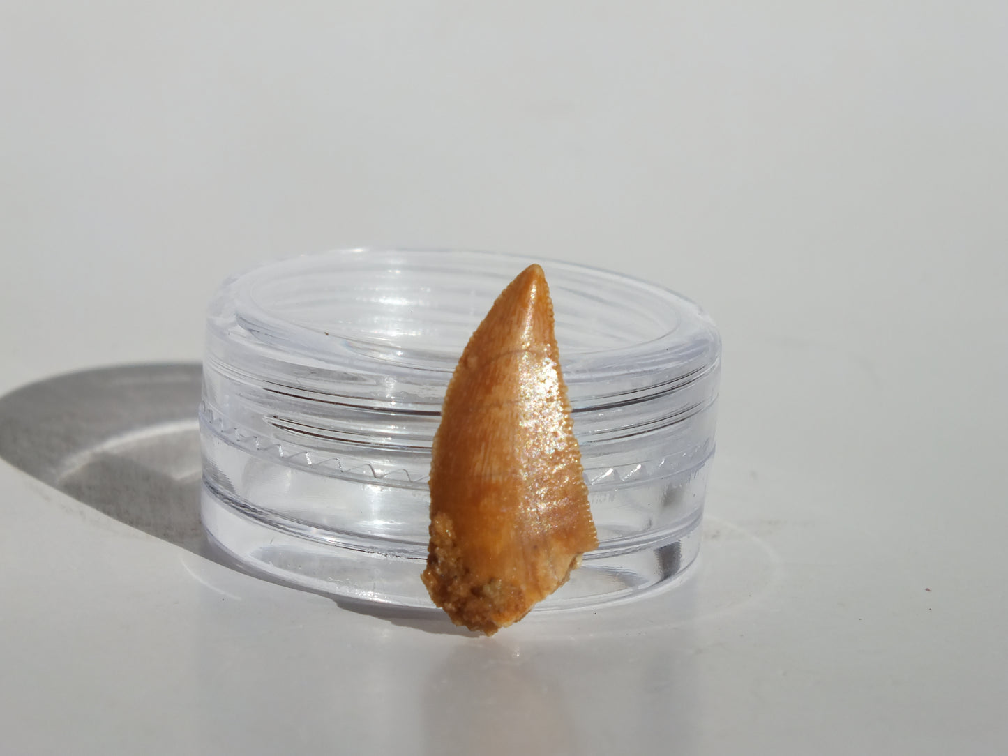 0.76" Abelisaurus Tooth (Morocco)