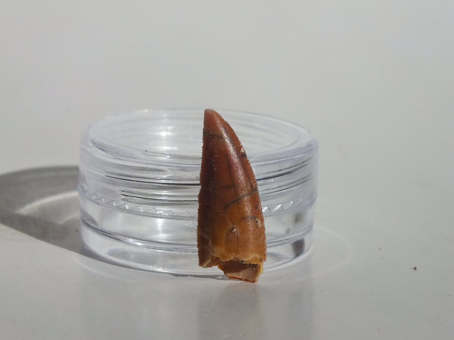 0.8" Abelisaurus Tooth (Morocco)