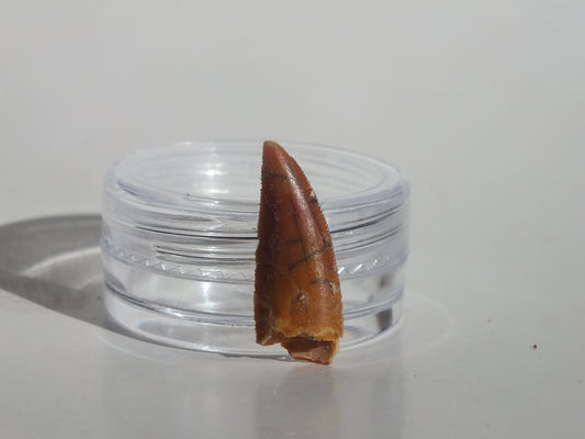 0.8" Abelisaurus Tooth (Morocco)