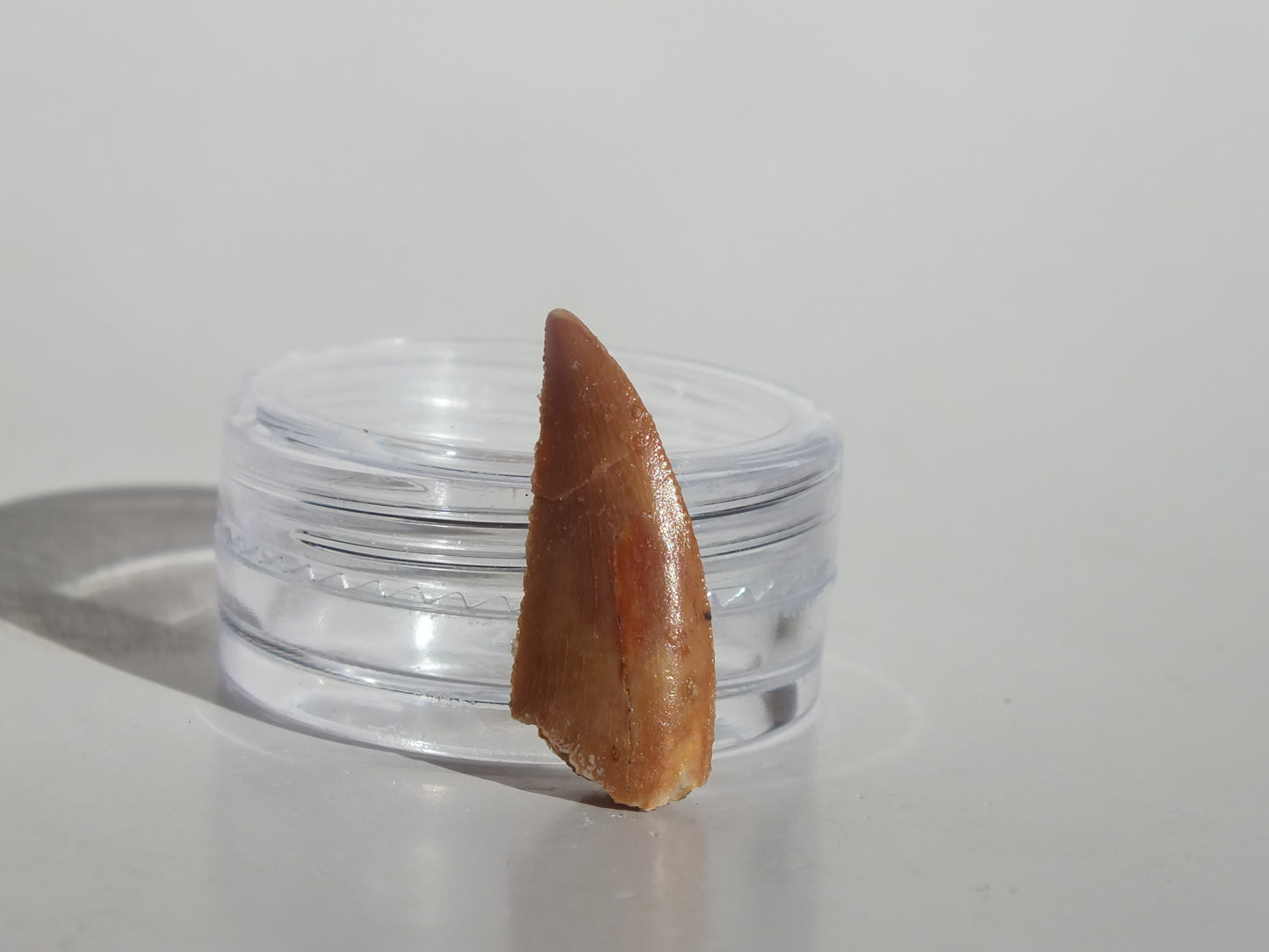 0.85" Abelisaurus Tooth (Morocco)